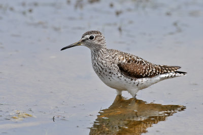 Wood Sandpiper  (Tringa glareola)