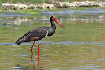 Black Stork  (Ciconia nigra)