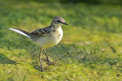 Black-headed Wagtail (Motacilla flava ssp feldegg)	