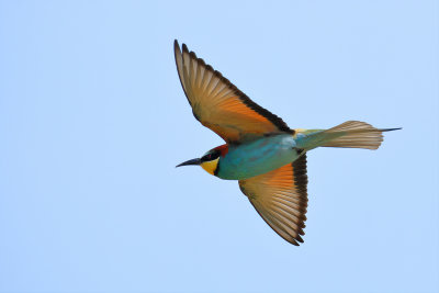 European Bee-eater (Merops apiaster)