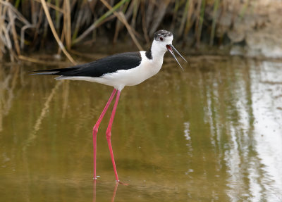 Black-winged Stilt (Himantopus himantopus) 