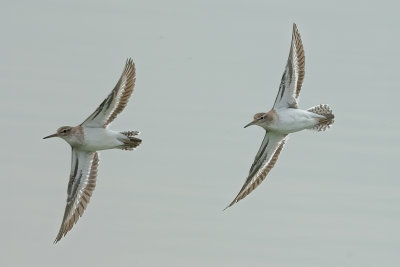 Gallery Common Sandpiper