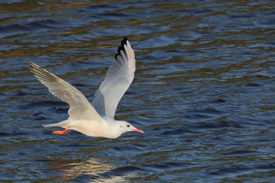 Gallery Slender - billed Gull