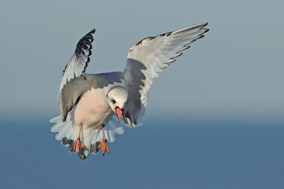 Rosss Gull - (Rhodostethia rosea)