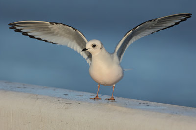 Rosss Gull - (Rhodostethia rosea)