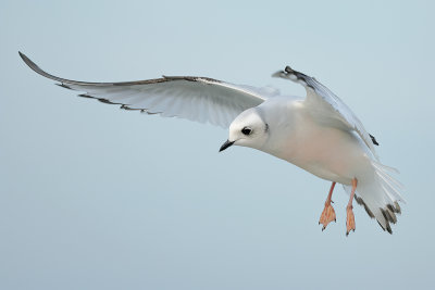 Gallery Ross's Gull