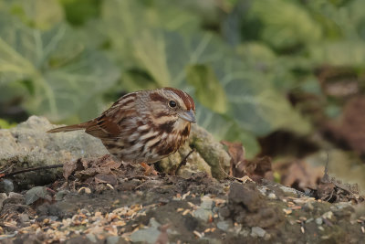 Song sparrow (Melospiza melodia melodia)