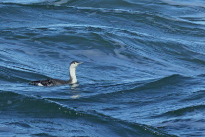 Gallery Red-throated diver 