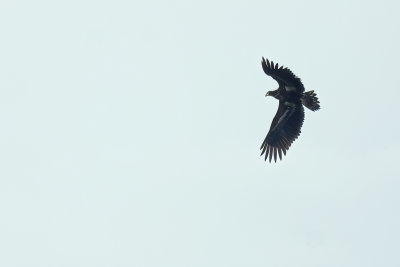 White-tailed eagle (Haliaeetus albicilla) 