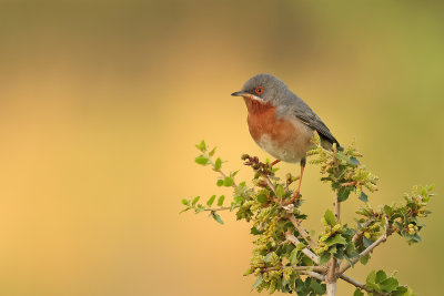 Eastern Subalpine Warbler (Sylvia cantillans ssp. albistriata) 