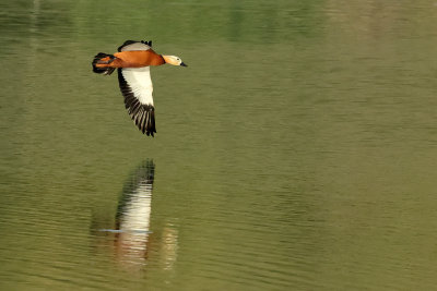 Ruddy Shelduck  (Tadorna ferruginea)