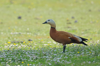 Ruddy Shelduck  (Tadorna ferruginea)