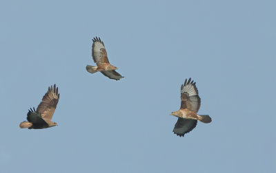 Steppe buzzard (Buteo buteo vulpinus)