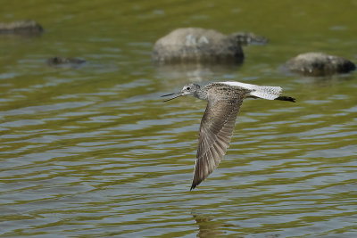 Common Greenshank (Tringa nebularia) 