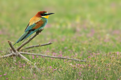 European Bee-eater (Merops apiaster)