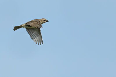 Spanish Sparrow  (Passer hispaniolensis)