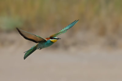 European Bee-eater (Merops apiaster)