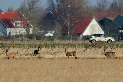 European roe deer (Capreolus capreolus)