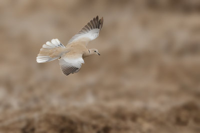 Gallery Collared Dove