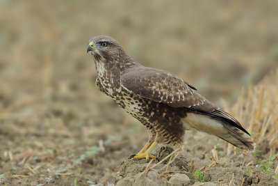 Gallery Common Buzzard