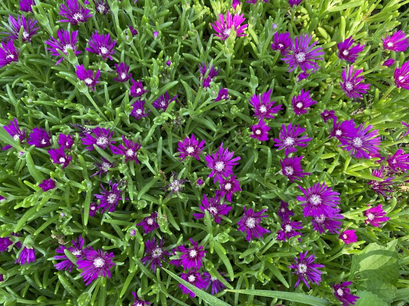 Ice Plant