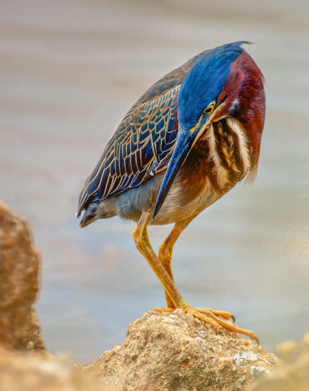 Green Heron