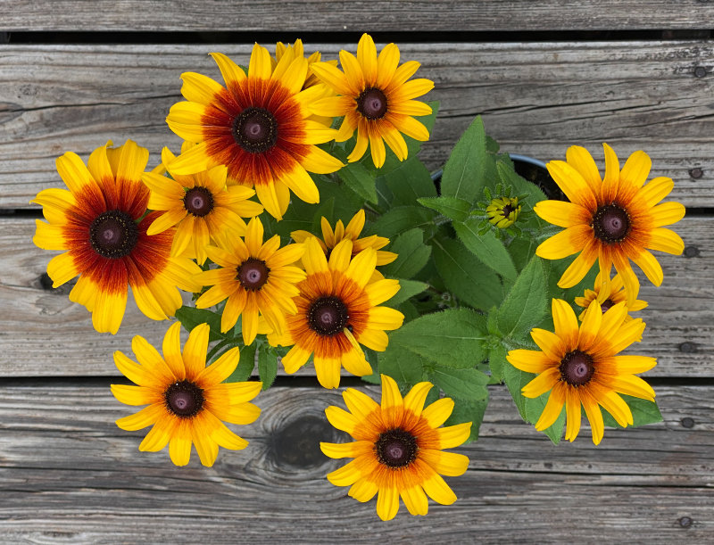 Rudbeckia