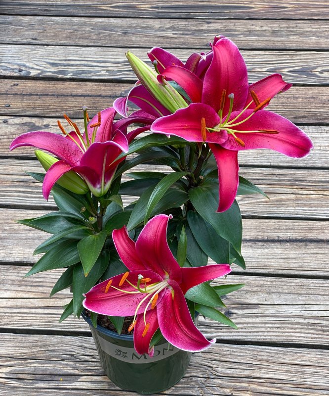 Oriental Lily