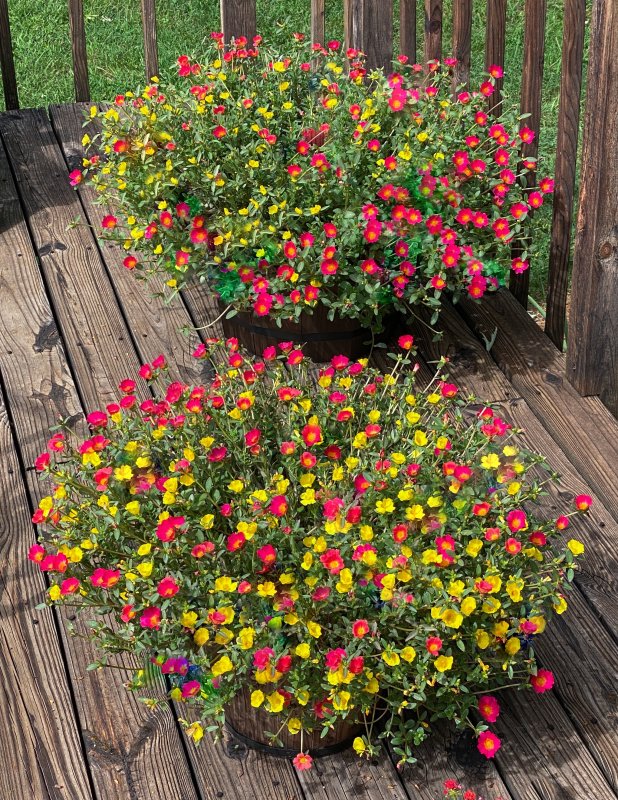 Portulaca 