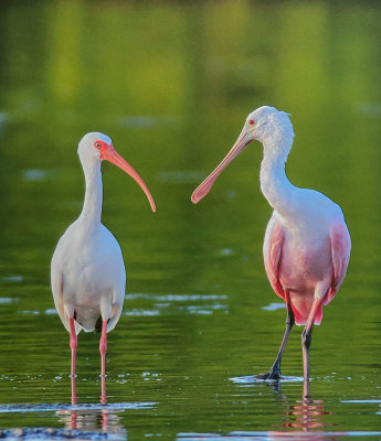 Ibis and Spoonbill