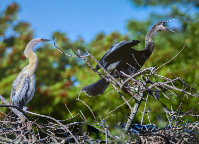 Anhingas