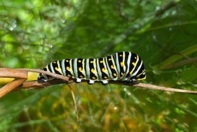 Black Swallowtails Caterpillar 10 20 21
