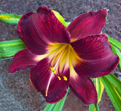 Day Lily