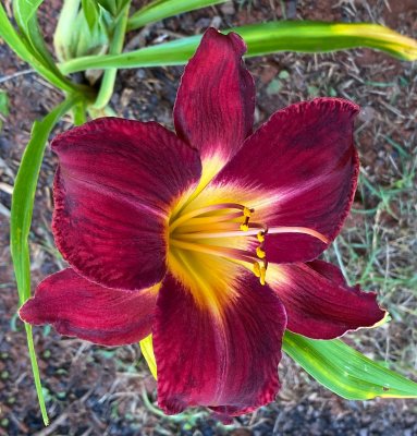 Day Lily