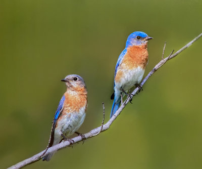 Male and Female Bluebird
