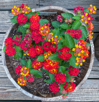 Hot Blooded Red Lantana