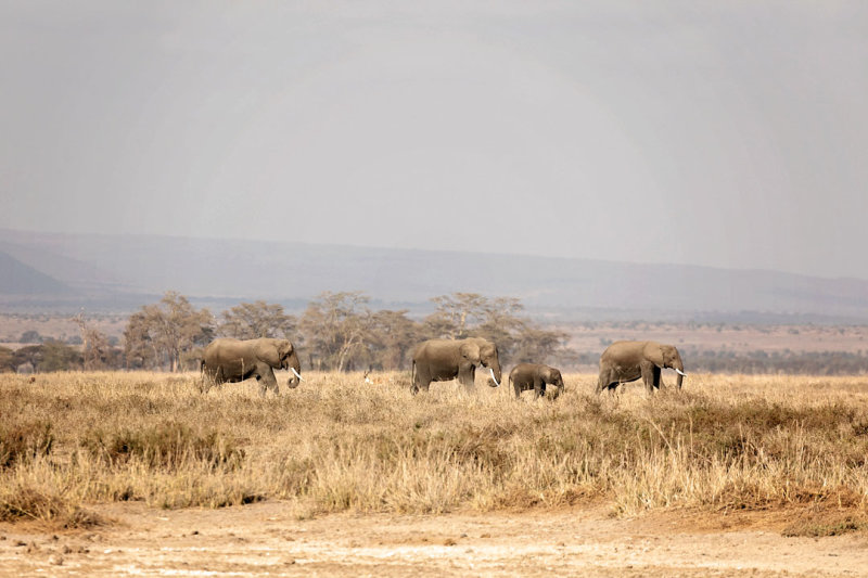 NP Amboseli