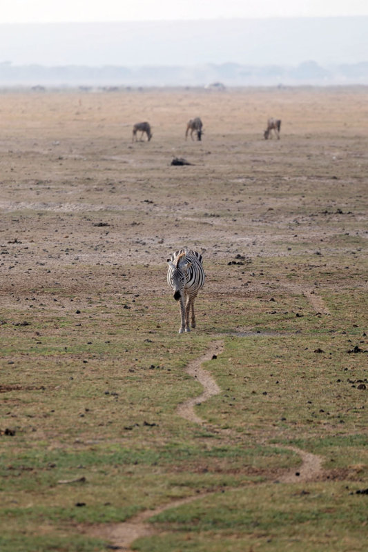 NP Amboseli
