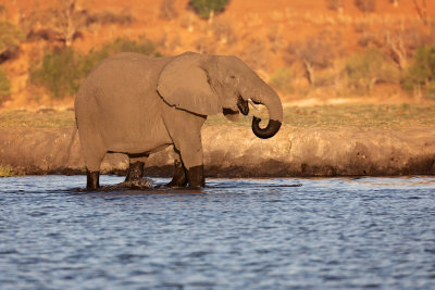 CHOBE RIVER FRONT