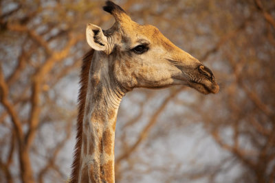 CHOBE NP