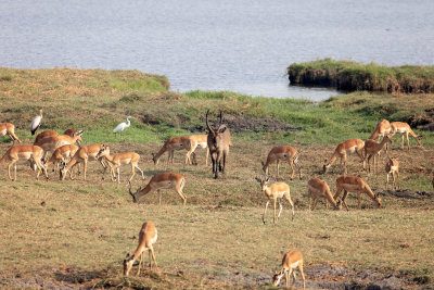 CHOBE NP