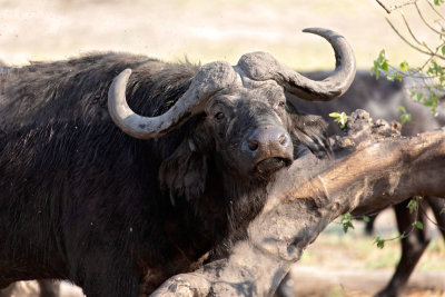 CHOBE NP