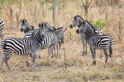 CHOBE NP