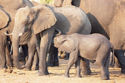 ELEPHANT SANDS