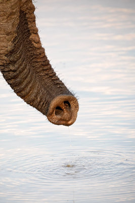 ELEPHANT SANDS