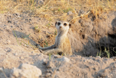 MAKGADIKGADI PANS