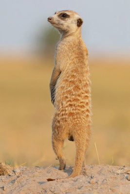 MAKGADIKGADI PANS