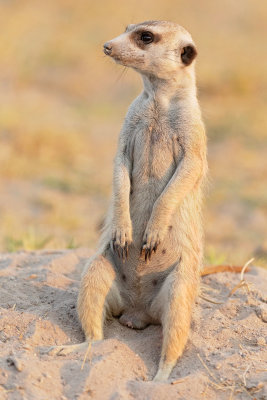 MAKGADIKGADI PANS