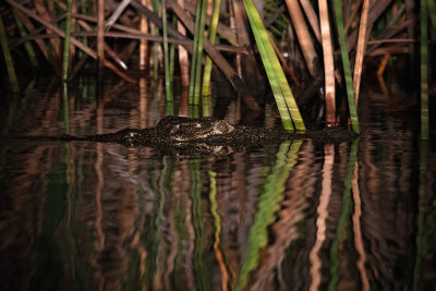 OKAVANGO DELTA