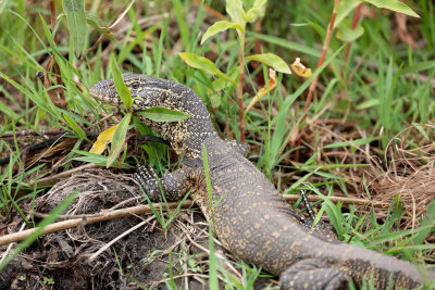 OKAVANGO DELTA